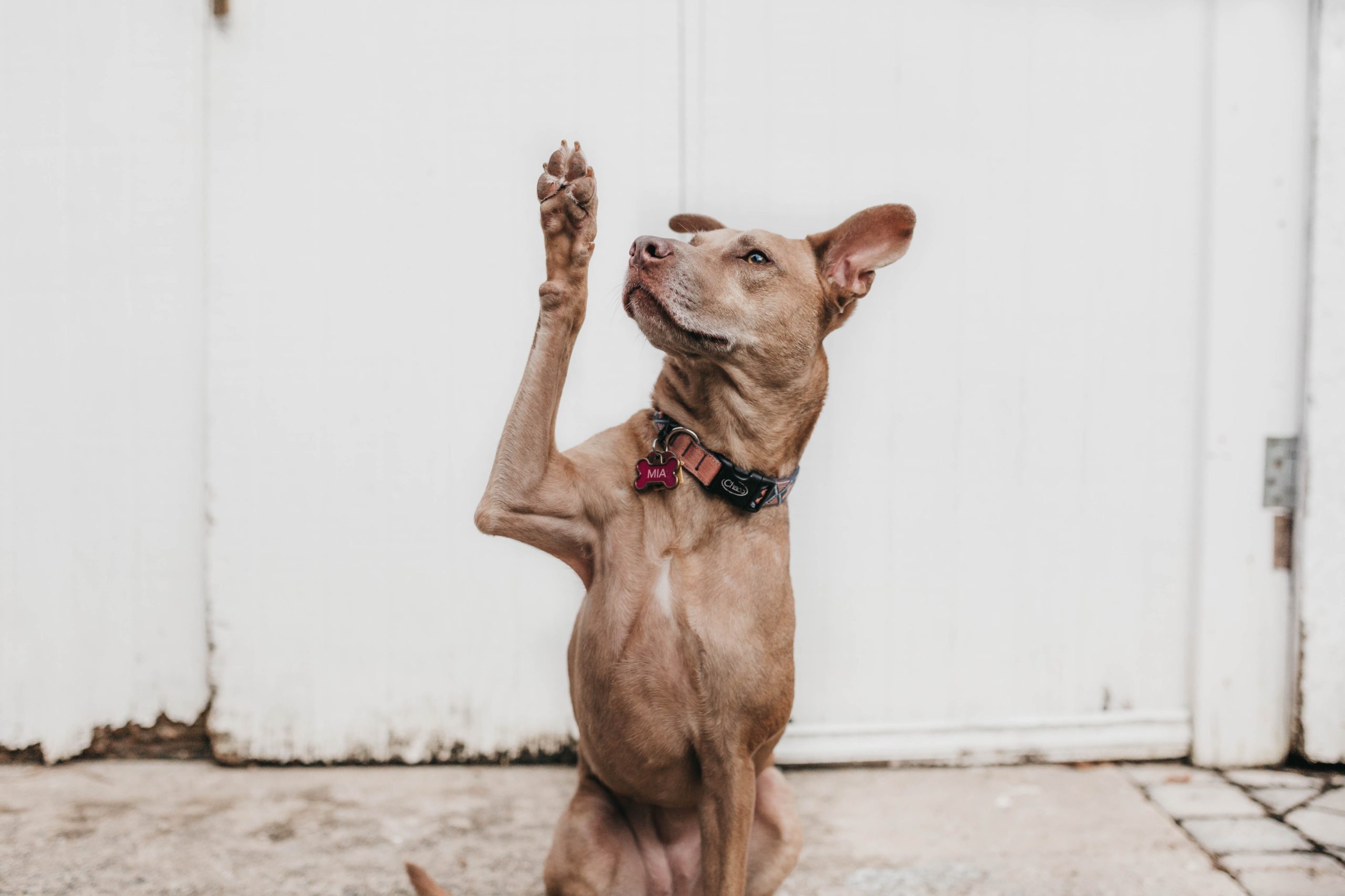 Chien qui lève la main